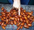 egg nut